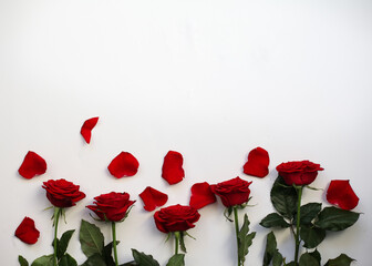 red roses with petals on a white background. For business card, poster, calendar, postcard.