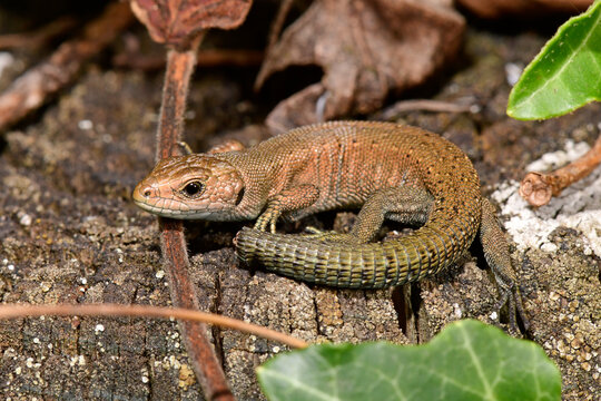 junge Waldeidechse (Zootoca vivipara) mit abgeworfenem Schwanz - young Viviparous lizard 