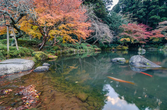 A Japanese Garden Pond in Autumn