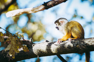 Obraz premium Petit singe saïmiri jaune à tête noire ou singe-écureuil