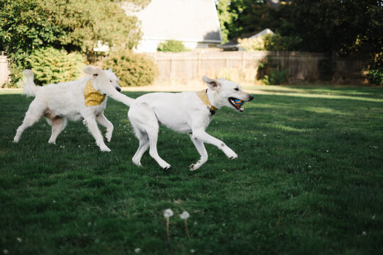 Two white dogs running