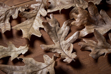 Autumn background. Autumn leaves on a wooden surface. Dry oak leaves