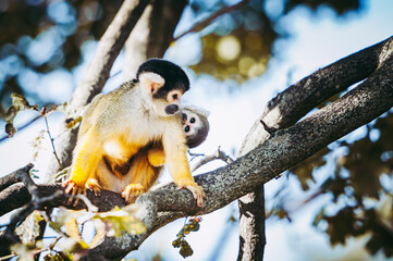 Petit singe saïmiri jaune à tête noire ou singe-écureuil