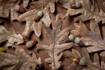 Autumn background. Autumn leaves and acorns on a wooden surface. Dry oak leaves