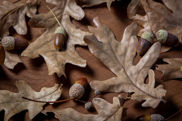Autumn background. Autumn leaves and acorns on a wooden surface. Dry oak leaves