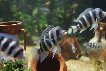 熱帯魚