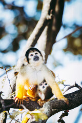 Petit singe saïmiri jaune à tête noire ou singe-écureuil