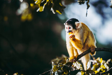 Petit singe saïmiri jaune à tête noire ou singe-écureuil