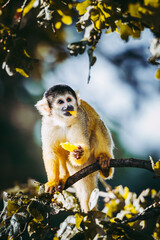 Petit singe saïmiri jaune à tête noire ou singe-écureuil
