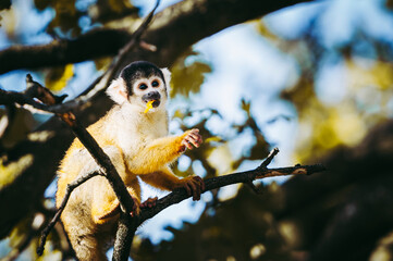 Petit singe saïmiri jaune à tête noire ou singe-écureuil