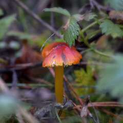 mushroom in the forest in the grass close up in the natural environment