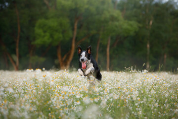 Naklejka na ściany i meble dog jumps in a field of daisies. happy Border collie in nature. 