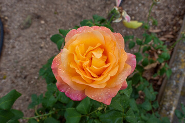 Rosas de colores
