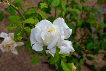 Rosa blanca
