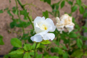 Rosa blanca