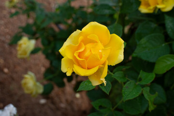 Rosa amarilla © alfonsosm