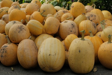 a bunch of fresh yellow pumpkins. A festival concept. autumn harvest
