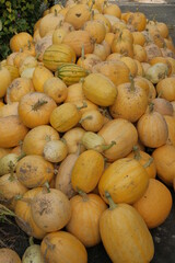 a bunch of fresh yellow pumpkins. A festival concept. autumn harvest