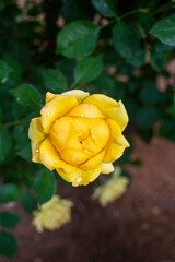 Rosa amarilla