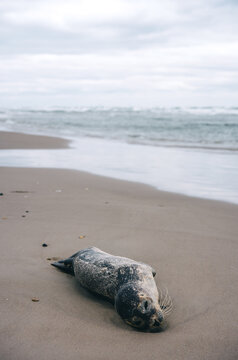Dead seal pup in Grenen, Denmark