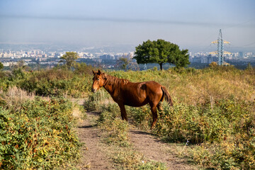 horse and foal