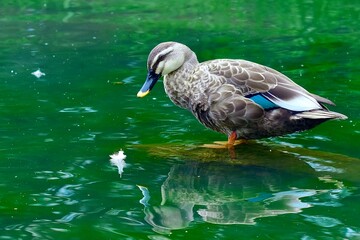 カモ