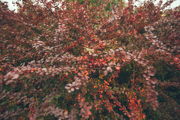 Red wild berry bush.