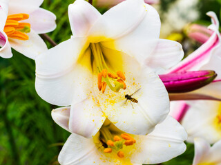 lis royal ou liliim regale wilson © Francois