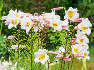 lis royal ou liliim regale wilson © Francois