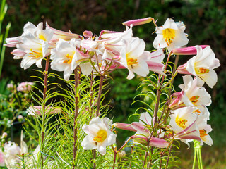 lis royal ou liliim regale wilson © Francois