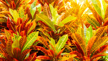 colorful croton leaves for background,Codiaeum variegatium,Croton, Variegated Laurel, Garden Croton. © Alek