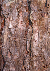 Tree bark background close up,  natural textured backdrop