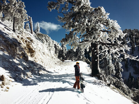 Female Snowboarder Hiking Snowy Trail