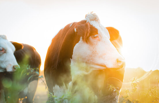 Fleckvieh im Sonnenuntergang
