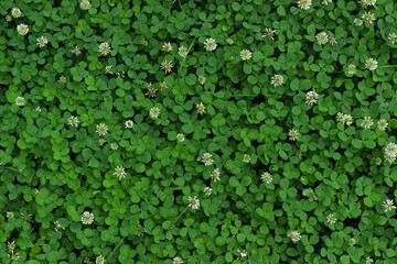 Natural green plant texture with tiny leaves and flowers.