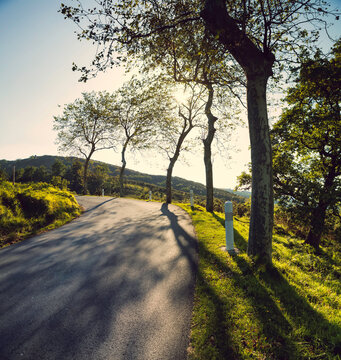 Plane trees on the side of a countryside road in Pays Basque, France