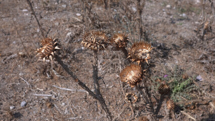 Plant on the ground
