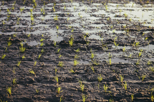 Freshly Planted Rice Field at Sunrise in the Philippines