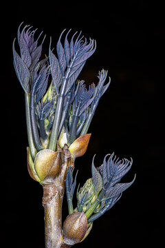 Blue Sausage Plant (Decaisnea fargesii Franchet)