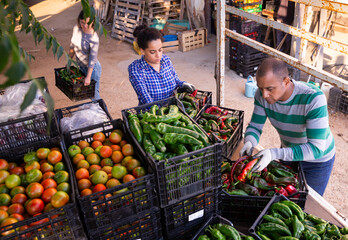 Obraz premium Portrait of focused farm workers loading boxes with freshly harvested vegetables in truck on plantation