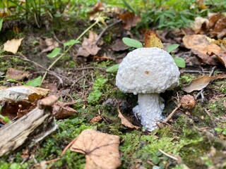 mushrooms in the forest