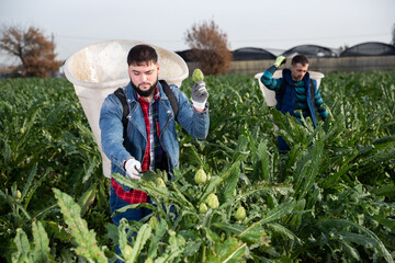 Young bearded worker with special backpack gathering in crops of ripe green artichokes on farm plantation