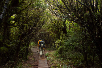 Fototapeta premium Walking in the lush green forest of Pouakai Crossing, Egmont National Park