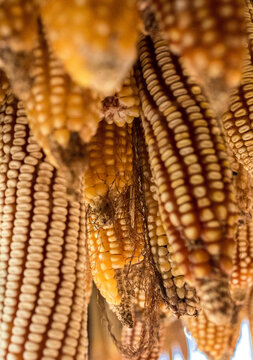corn plants drying