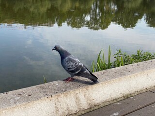 pigeon on the lake