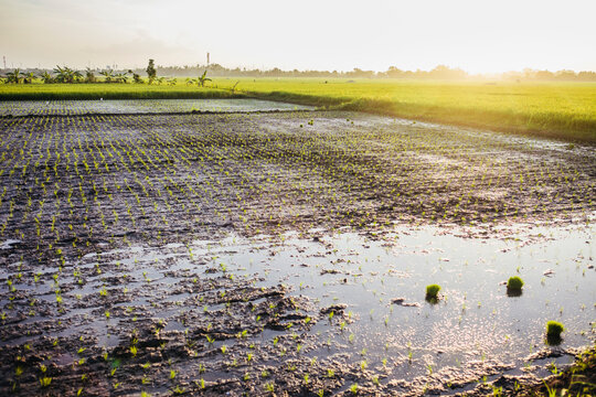 Freshly Planted Rice Field at Sunrise in the Philippines