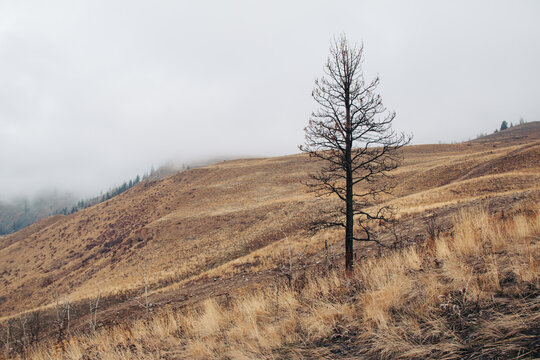 Lone Tree on Empty Hillside