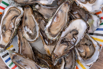 High angle view of oysters in plate