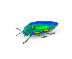 close-up Buprestis Beetle insect on a white background,isolated
