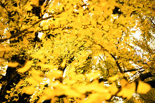 Detail of a Japanese gingko tree in winter